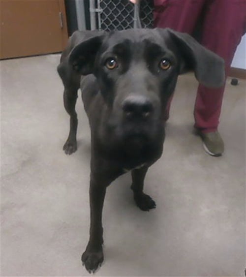 BROOKLYN - Great Dane / Labrador Retriever available for adoption