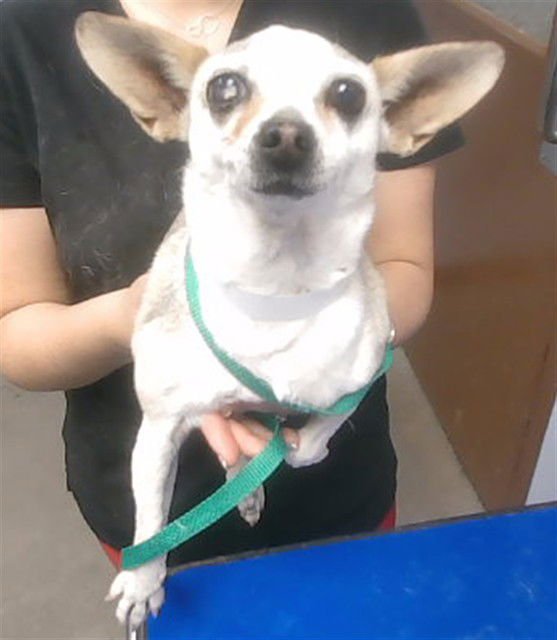 THERESA - Chihuahua available for adoption
