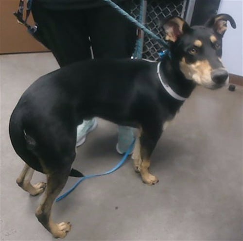 STRINGBEAN - Doberman Pinscher available for adoption