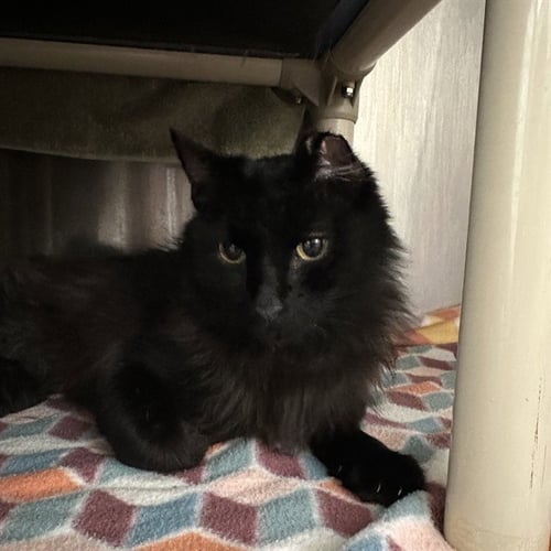 SIMBA - Domestic Long Hair available for adoption