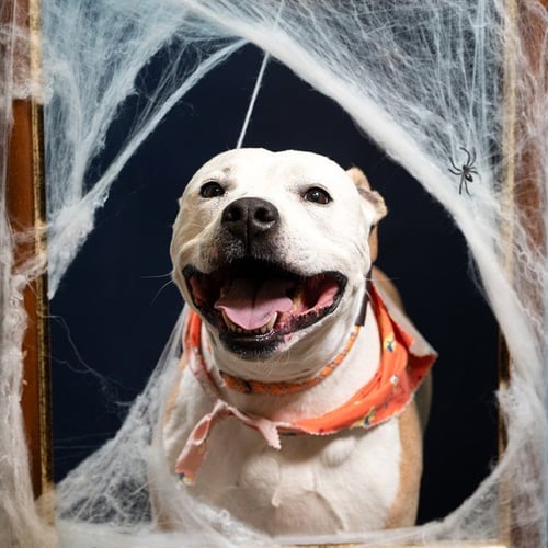 APOLLO - American Pit Bull Terrier available for adoption