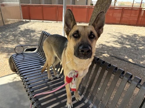 BARBIE - German Shepherd Dog available for adoption