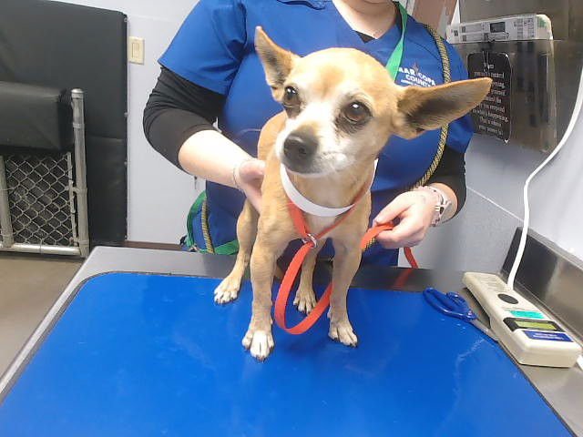 CANELO - Chihuahua available for adoption