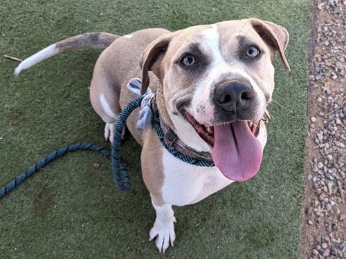 JOY - American Pit Bull Terrier available for adoption