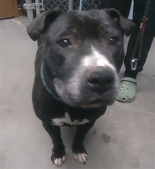 MAYOR WEST - American Pit Bull Terrier available for adoption
