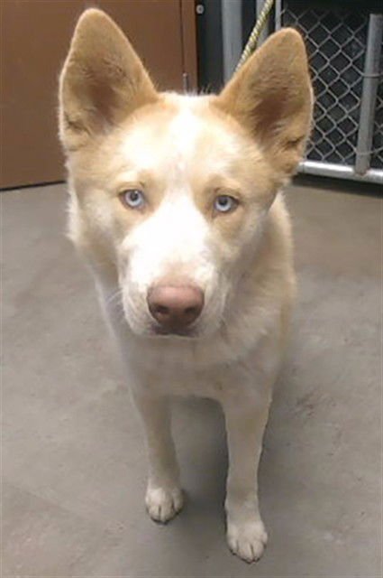 MASON - Husky available for adoption