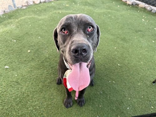 LILO - Cane Corso Mastiff available for adoption