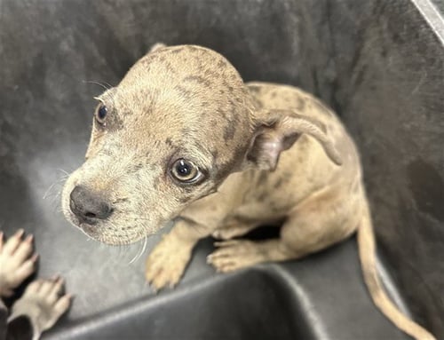 BEARCLAW - American Pit Bull Terrier available for adoption