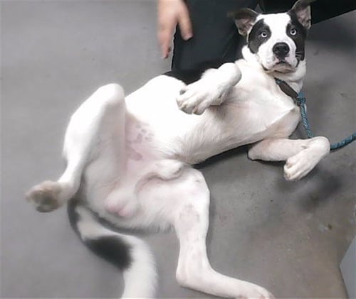 THEO - Border Collie available for adoption