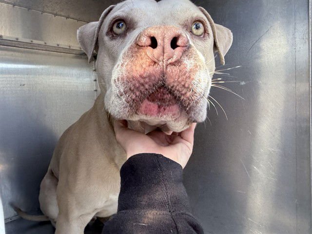 CLAY CLAY - American Pit Bull Terrier available for adoption