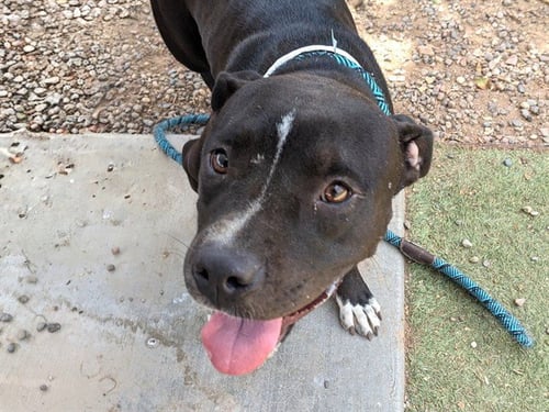 SOFIE - American Pit Bull Terrier available for adoption
