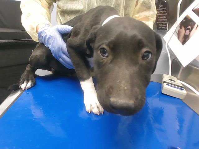 TAURIEL - Labrador Retriever / American Pit Bull Terrier available for adoption