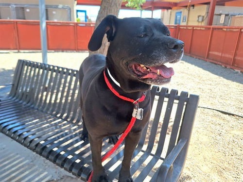 MISSY - Cane Corso Mastiff available for adoption