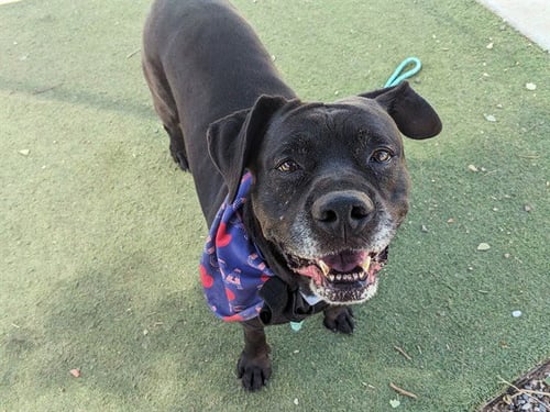 MISSY - Cane Corso Mastiff for adoption in Phoenix