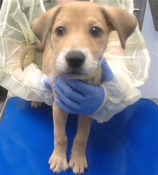 BELLA - German Shepherd Dog available for adoption