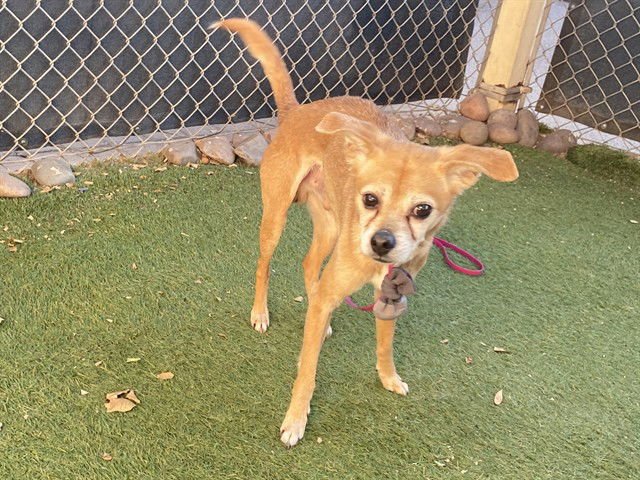 SCOOBY - Chihuahua available for adoption