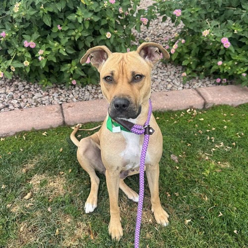 UMMARA - American Pit Bull Terrier available for adoption