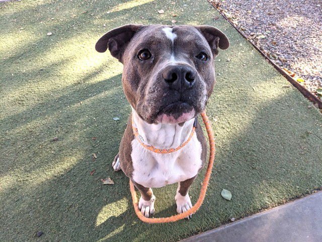 ROGER - American Pit Bull Terrier available for adoption