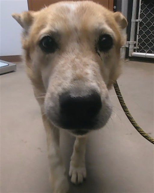 WALDO - German Shepherd Dog / Shiba Inu available for adoption