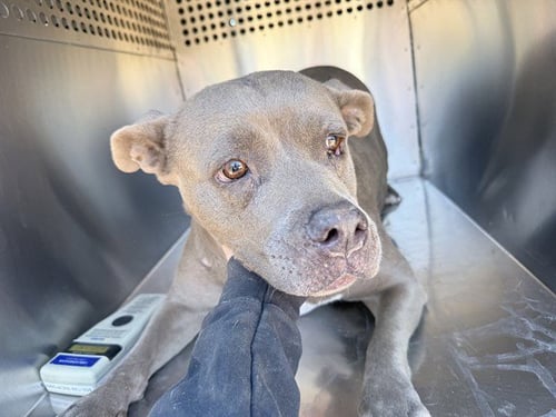 MELROSE - American Pit Bull Terrier available for adoption