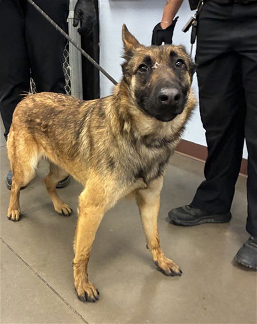 ASTRID - Belgian Shepherd Malinois available for adoption