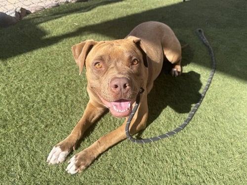 GODIVA - American Pit Bull Terrier available for adoption
