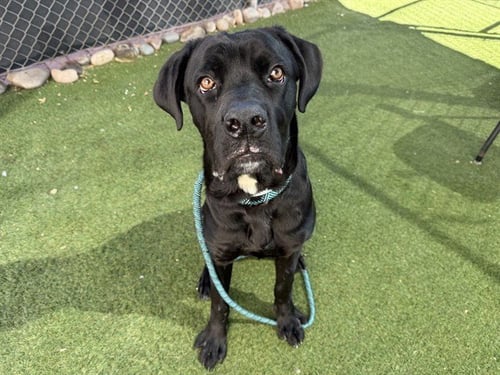 BATMAN - Cane Corso Mastiff available for adoption