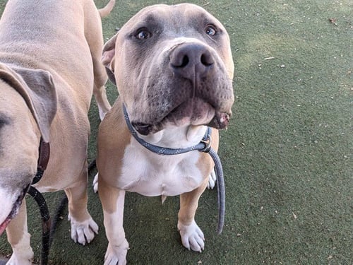 SUMO - American Pit Bull Terrier available for adoption