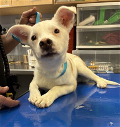 OBERON - German Shepherd Dog available for adoption