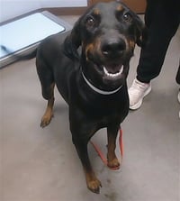 HARRIET - Photo 1