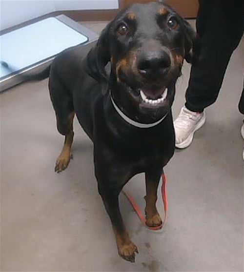 HARRIET - Doberman Pinscher available for adoption