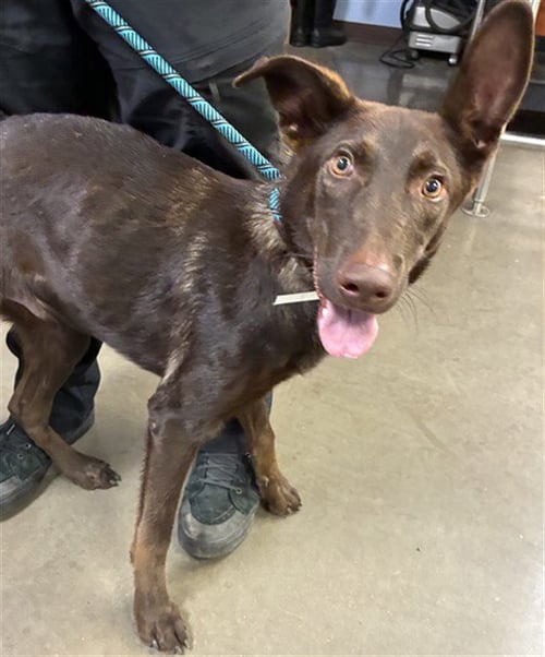 FROSTY - German Shepherd Dog available for adoption