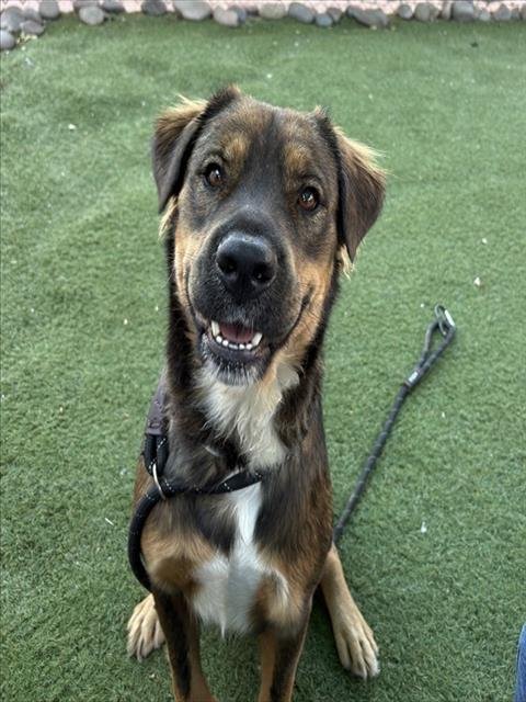 MS VICKIE - German Shepherd Dog / Rottweiler available for adoption