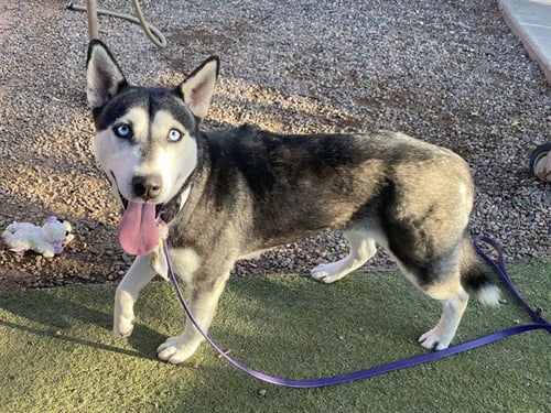CORA - Siberian Husky available for adoption