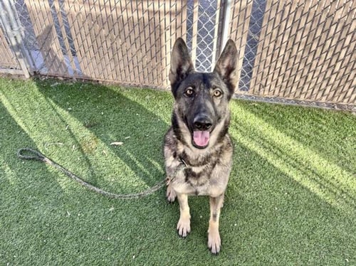MIA - German Shepherd Dog available for adoption