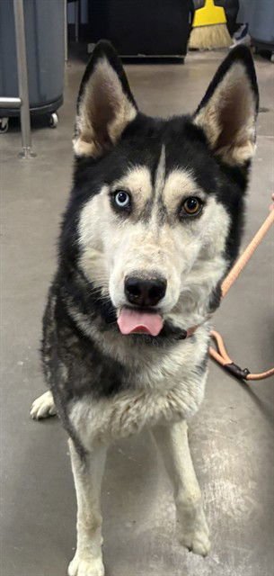 WINONA - Siberian Husky available for adoption