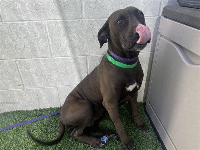 BLOOMS - Chinese Shar-Pei available for adoption