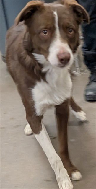 ZIPPER - Border Collie available for adoption