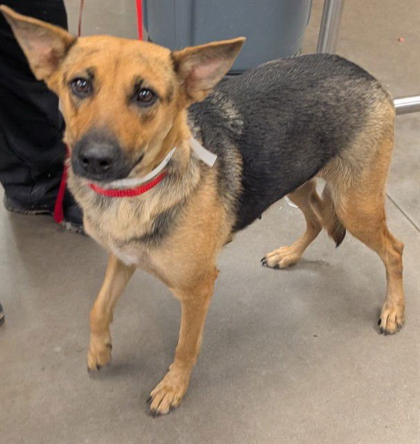 SNICKERDOODLE - German Shepherd Dog available for adoption