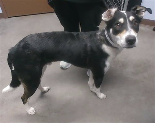 OREO - Siberian Husky available for adoption