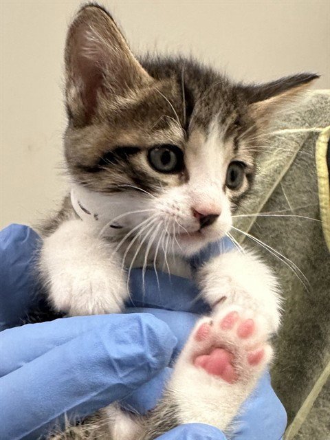 TOBI - Domestic Short Hair available for adoption