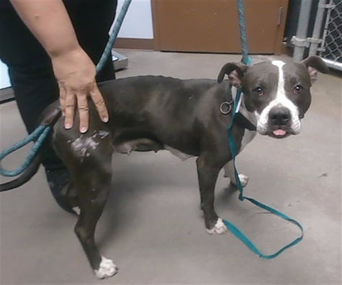 CELINA - American Pit Bull Terrier available for adoption