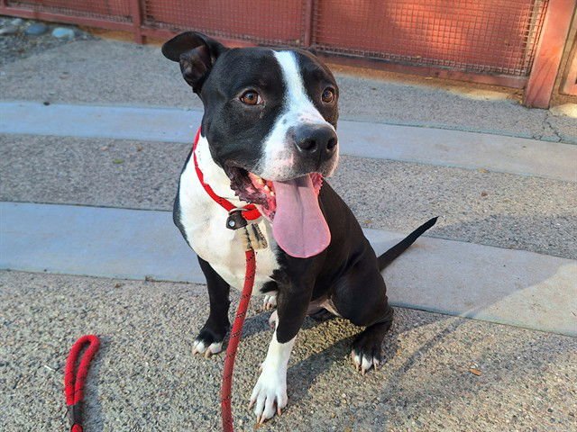 RAIN - American Pit Bull Terrier available for adoption