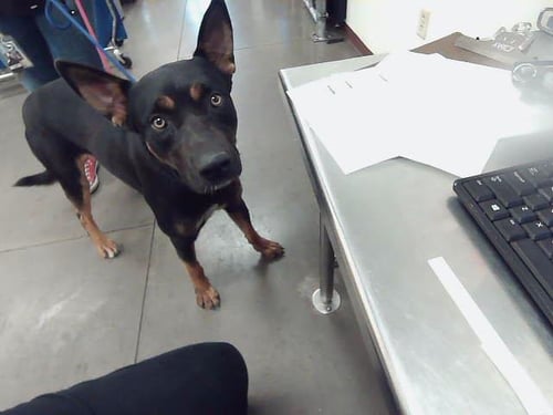 EGG - German Shepherd Dog available for adoption