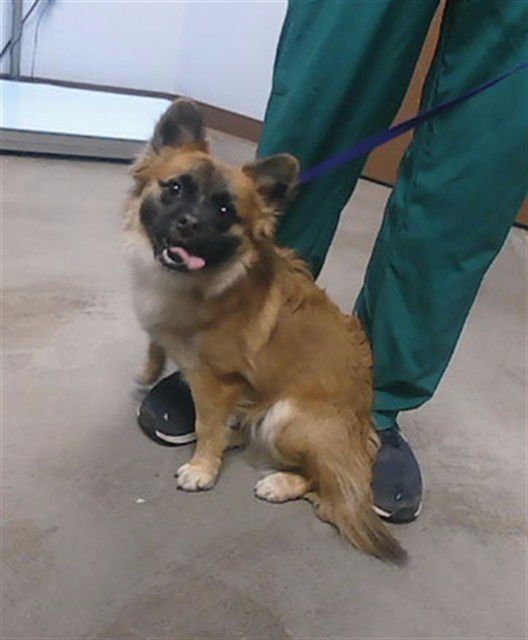 GREEN BEAN - Papillon available for adoption