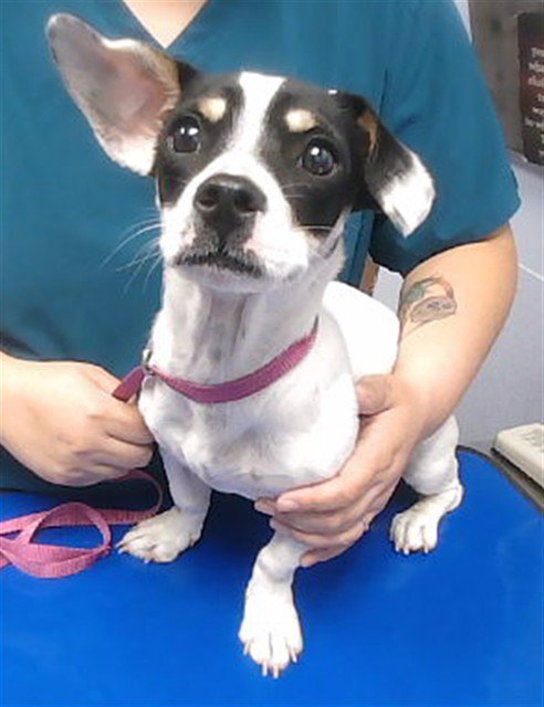 RAZZ - Chihuahua available for adoption
