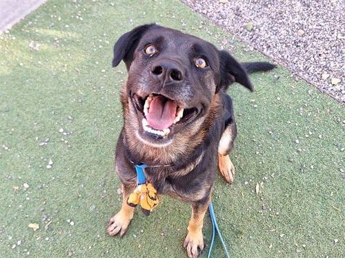 MATILDA - German Shepherd Dog available for adoption