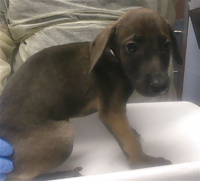 SATURN - Labrador Retriever available for adoption