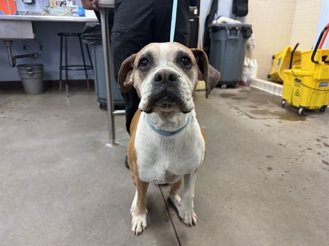 THELMA - Boxer available for adoption