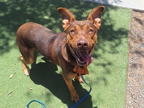 MILO - Australian Kelpie available for adoption